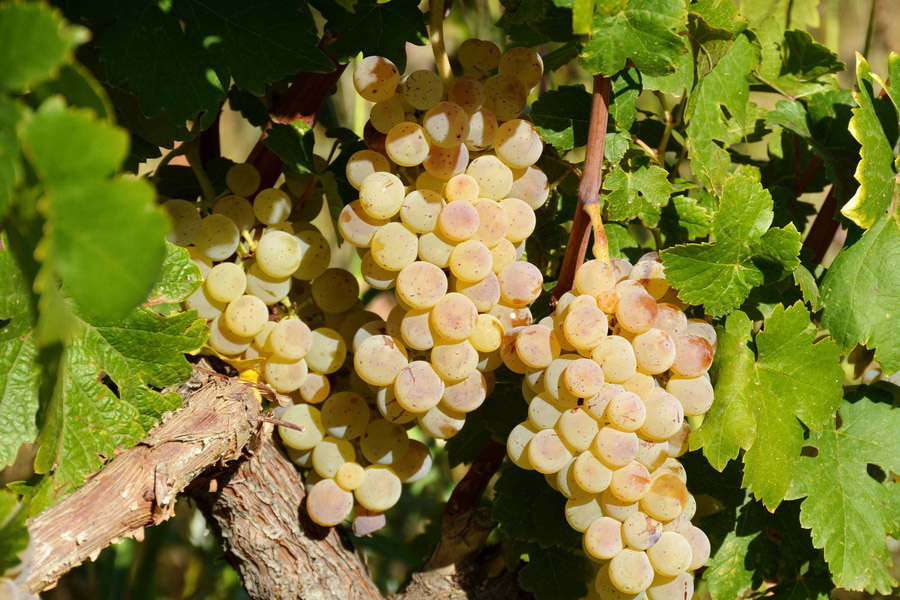 Armenian Grapes Varieties: White Grape Varieties