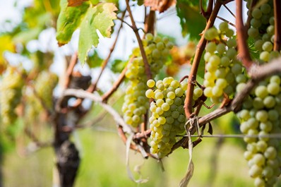 Bunches of ripe grapes, Kakheti