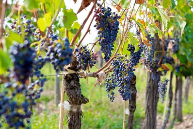 Ripe grapes, Kakheti