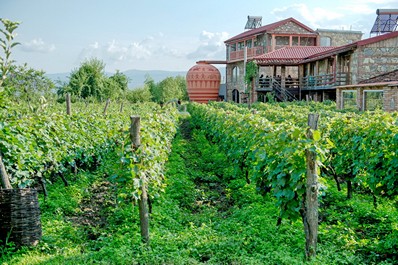 Vineyard, Kakheti