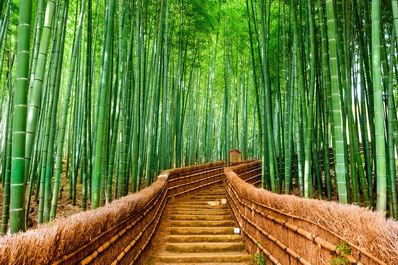 Bosco di Bambù di Arashiyama, Guida di Viaggio in Giappone