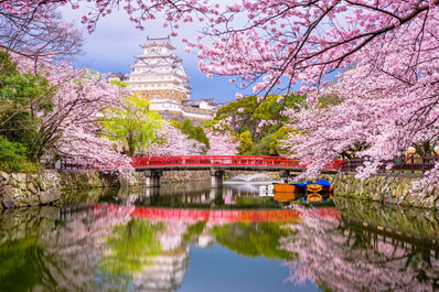Temporada del Sakura, Viajar a Japón