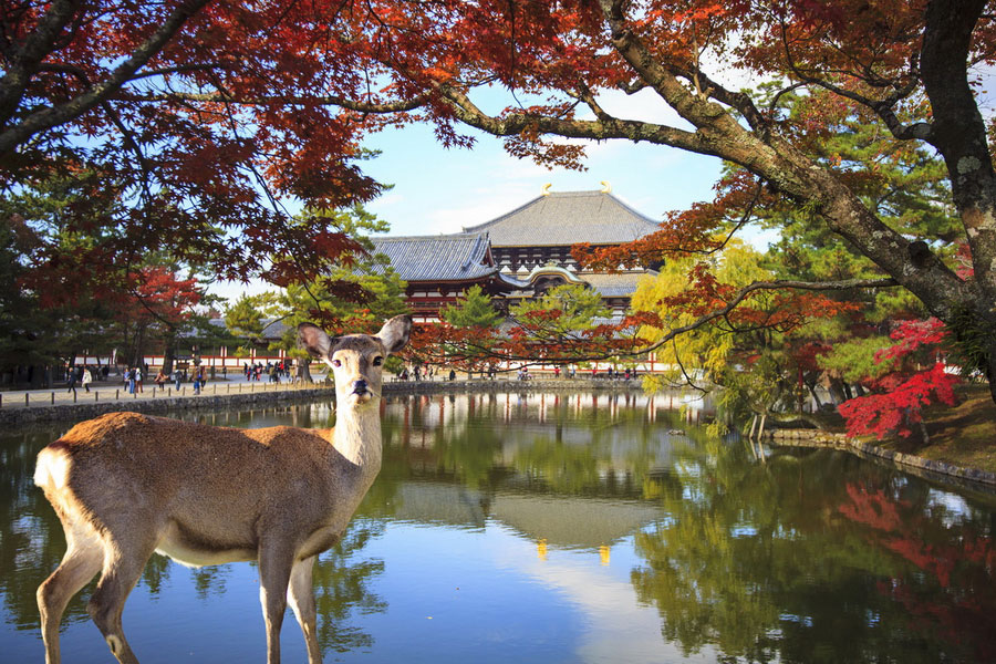 Nara Park, Osaka
