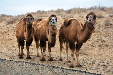 Camels on road