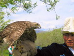 Preparation for the falconry