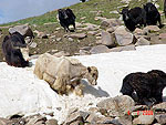 Wild Yaks