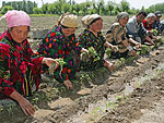 Tajik women