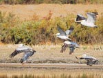 Pelicans Pelicans