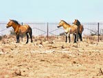 Przewalski horse Przewalski horse