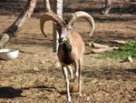 Bukhara urial (wild sheep) Bukhara urial (wild sheep)