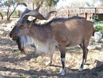 Markhor Markhor