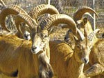 Bukhara urial (wild sheep) Bukhara urial (wild sheep)