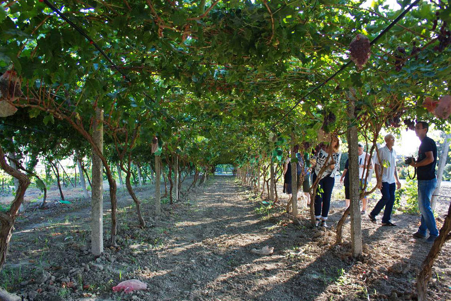 La viticulture et les vins en Ouzbékistan