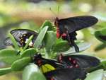 Butterflies House was opened at Tashkent Zoo