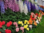 В Намангане состоится традиционный Праздник цветов