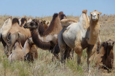 Camels, Aydarkul