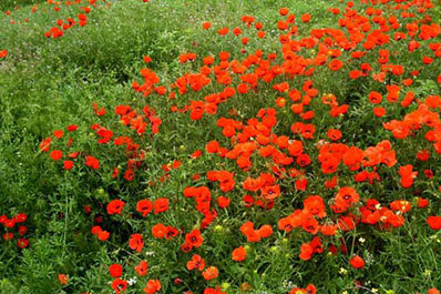 Poppy flower, Nuratau