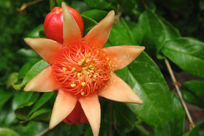 Pomegranate, Nurata