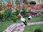 Storks in the garden