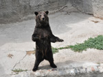 Bear, Tashkent Zoo