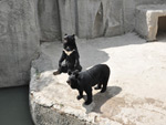 Bears, Tashkent Zoo
