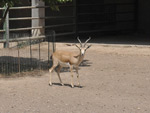 Deer, Tashkent Zoo