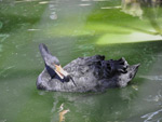 Swan, Tashkent Zoo
