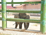 Elephant, Tashkent Zoo