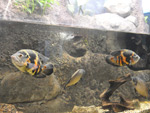 Les poissons