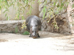 Hippopotamus, Tashkent Zoo