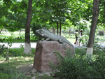 Iguana