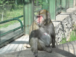Monkey, Tashkent Zoo