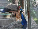 Peacock, Tashkent Zoo