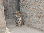 Tiger, Tashkent Zoo