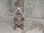 Bear, Tashkent Zoo