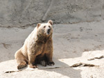 Bear, Tashkent Zoo