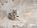 Wolf, Tashkent Zoo