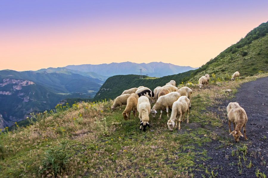 Fauna of Armenia