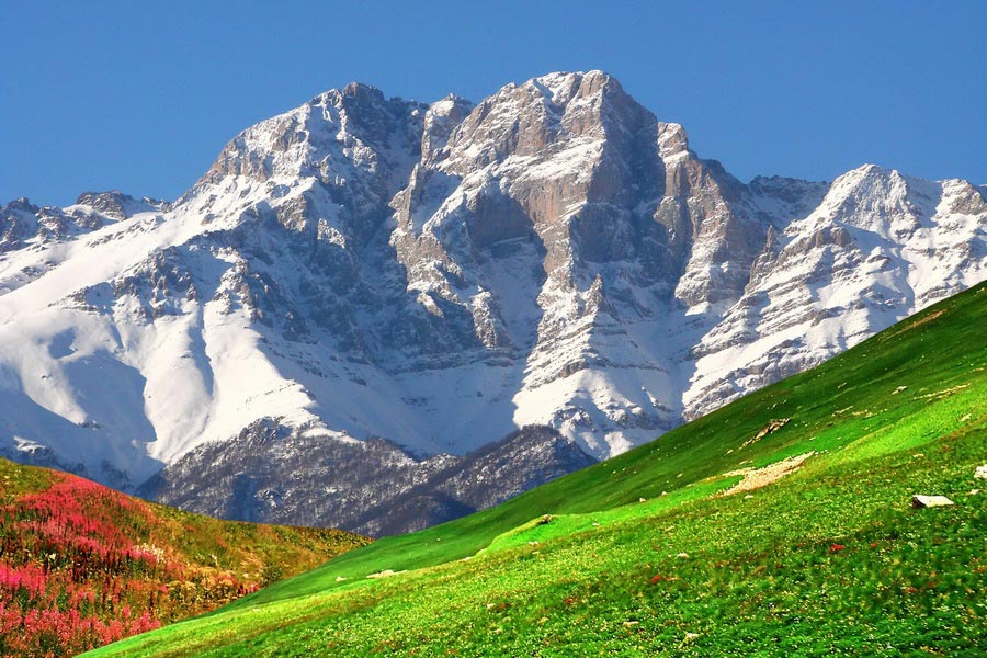 Flora in Armenia