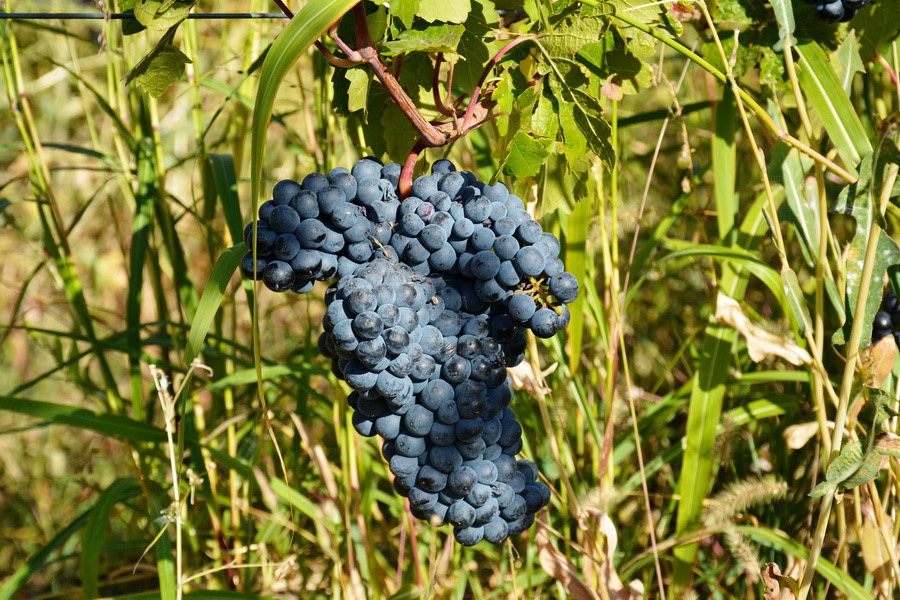 Armenian Grapes Varieties