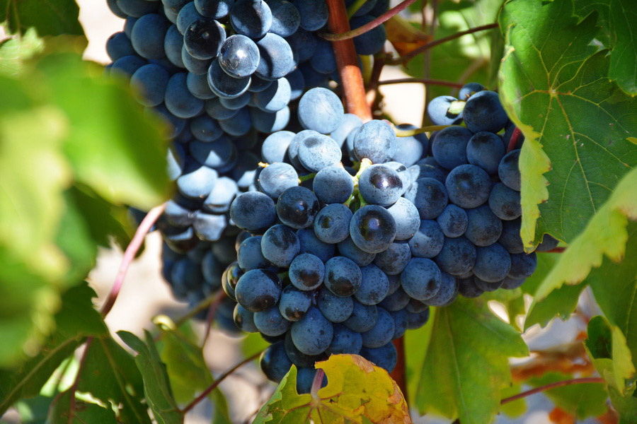 Armenian Grapes Varieties: Red Grape Varieties