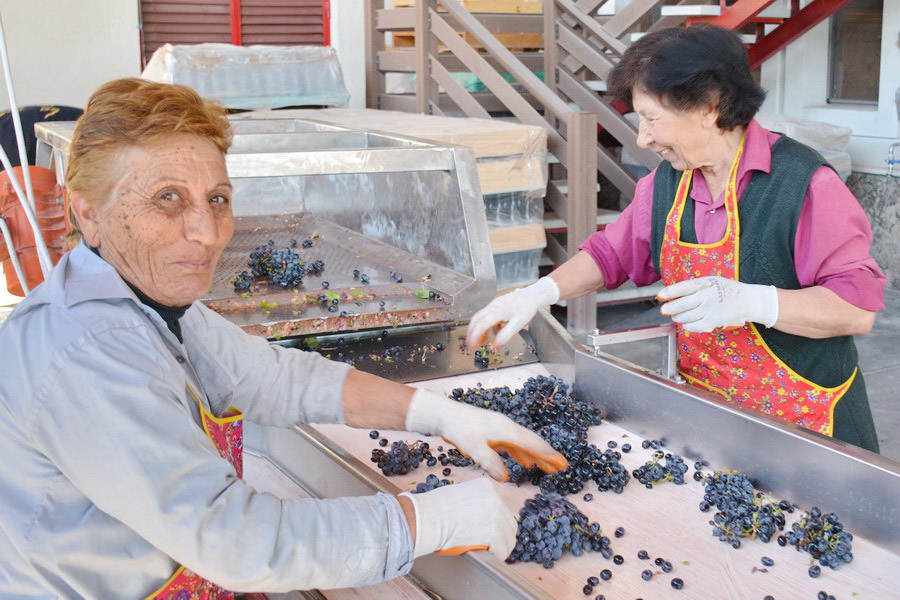 Основные сорта армянского винограда: сбор винограда