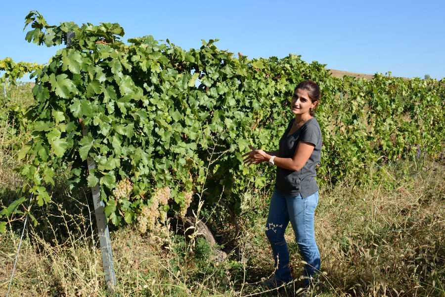 Krya Wines, Armenia