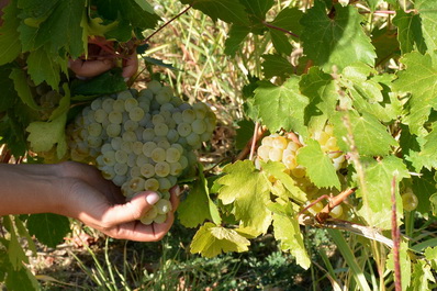 Krya Wines, Armenia
