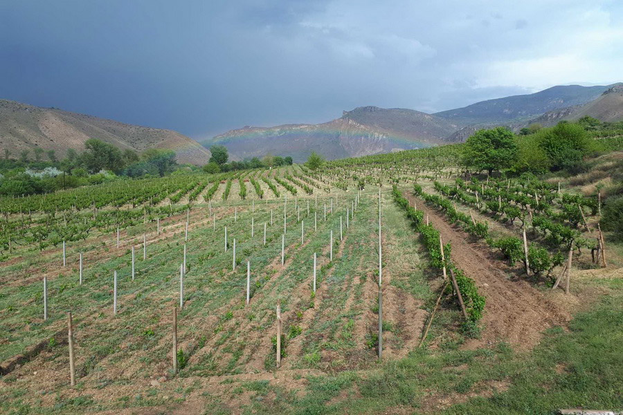Momik Wines, Armenia
