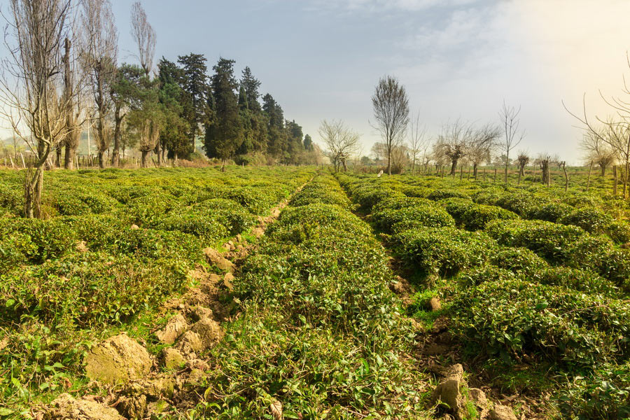 Tea plantation, Lankaran