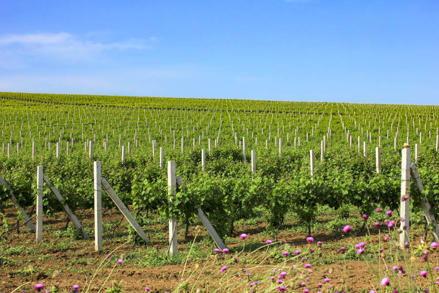 Vigneti, Shamakhi Vigneti, Shamakhi
