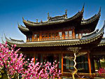 Blossoming trees near the traditional pavilions, Shanghai