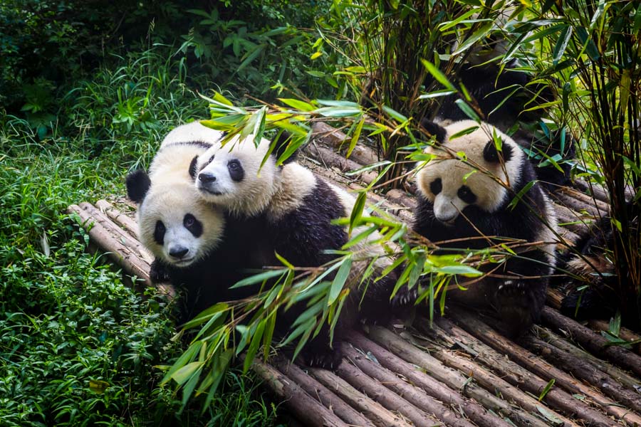 Pandas, Base de Pandas de Chengdu
