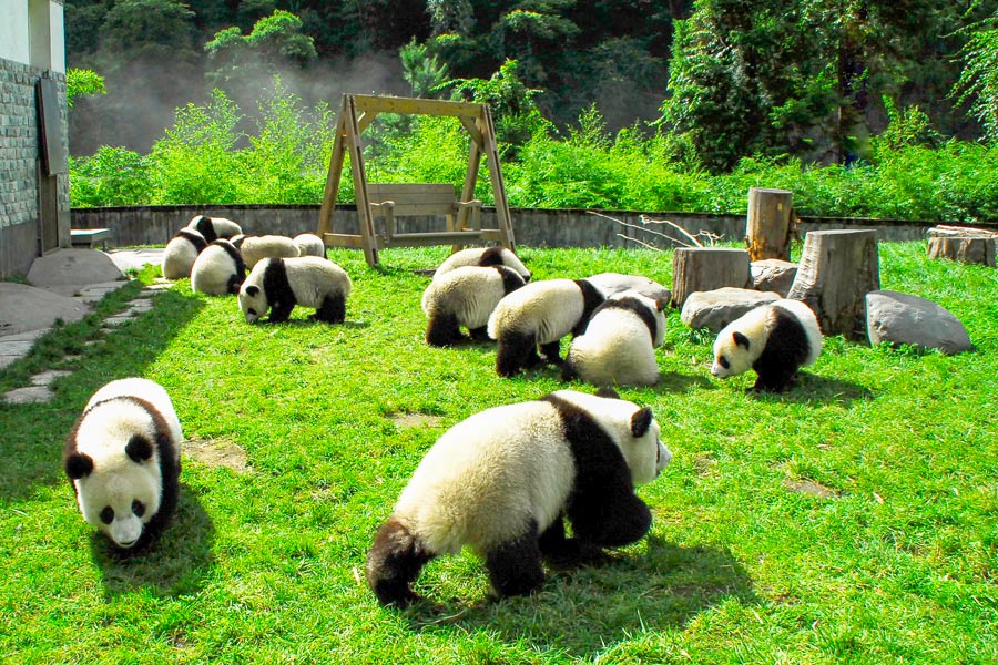 Pandas, Chengdu Research Base of Giant Panda Breeding